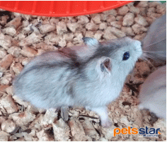 Campbell's Dwarf Hamster